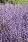 Russian Sage, Blue Steel