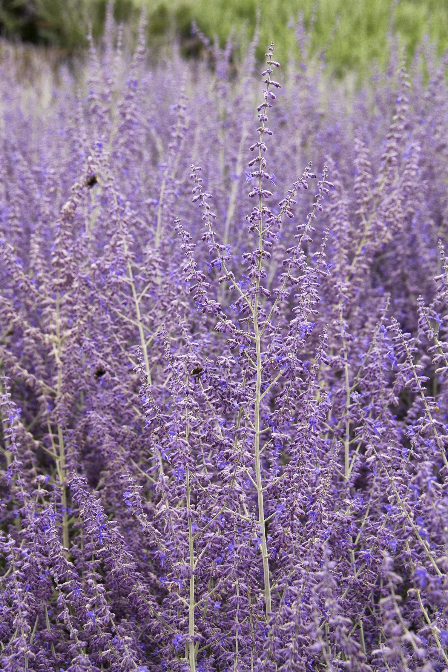Russian Sage, Blue Steel