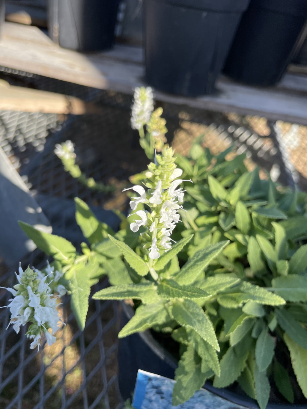 Salvia, Bumblesnow