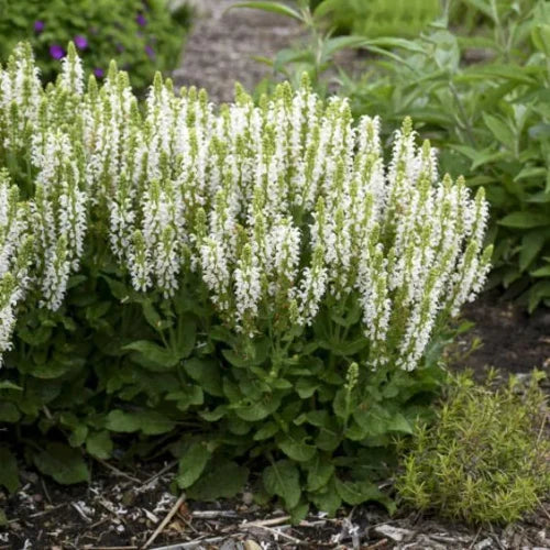 Salvia, Bumblesnow