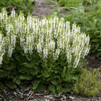 Salvia, Bumblesnow