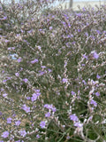 Sea Lavender