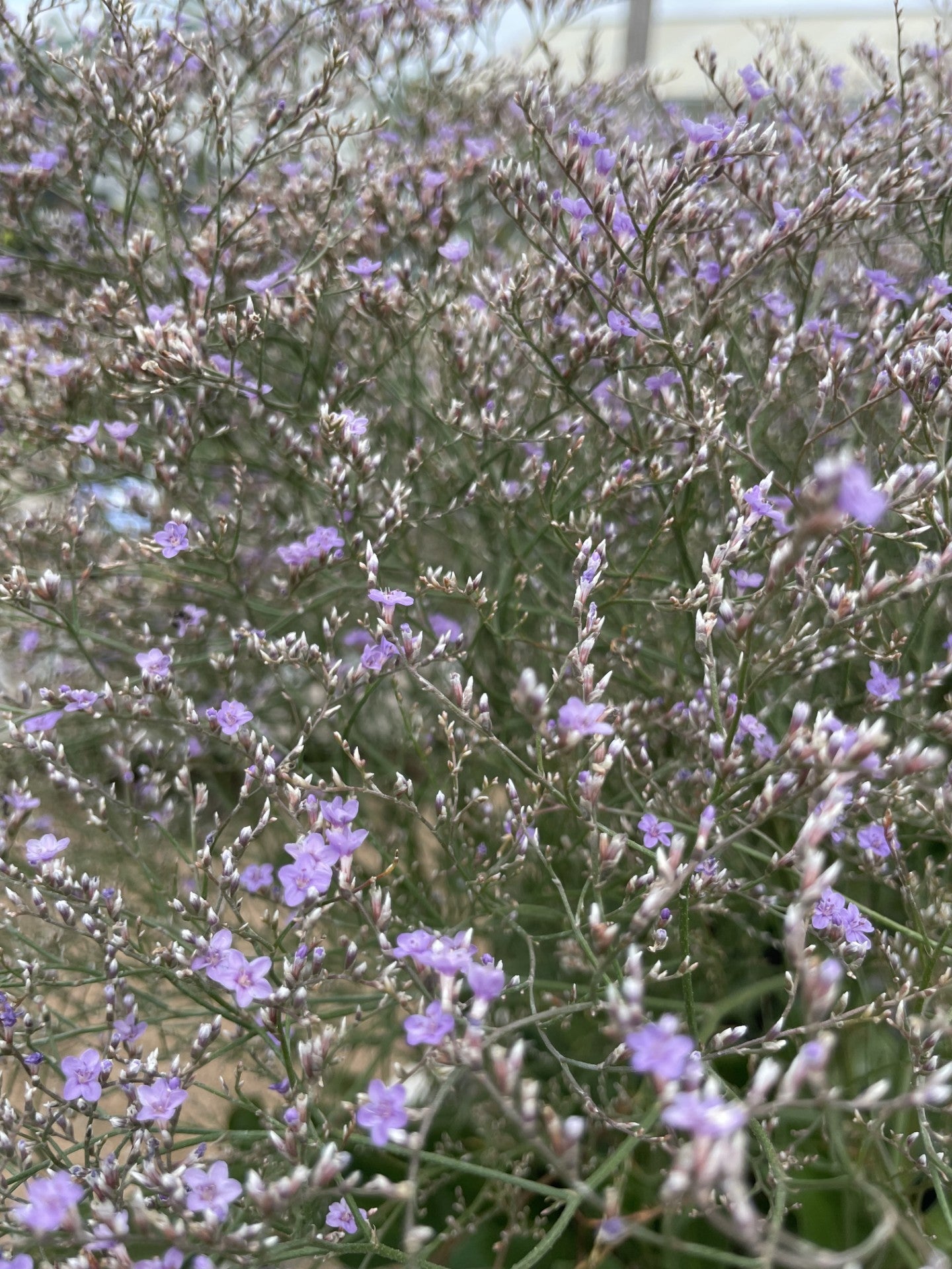 Sea Lavender