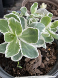 Sedum, La Vie en Rose #1