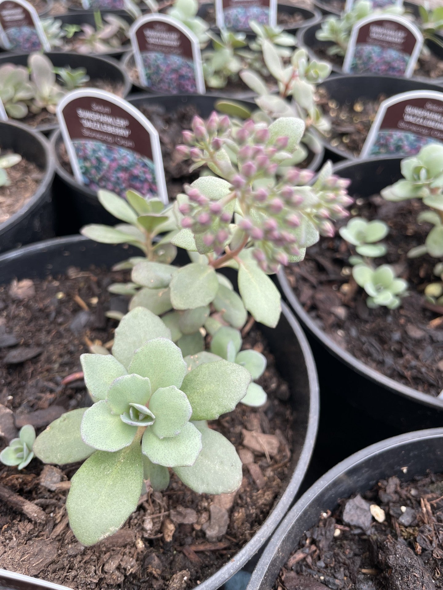 Sedum, Dazzleberry