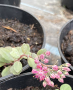 Sedum, Dazzleberry
