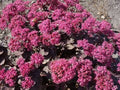 Sedum, Dazzleberry