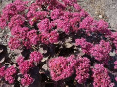 Sedum, Dazzleberry