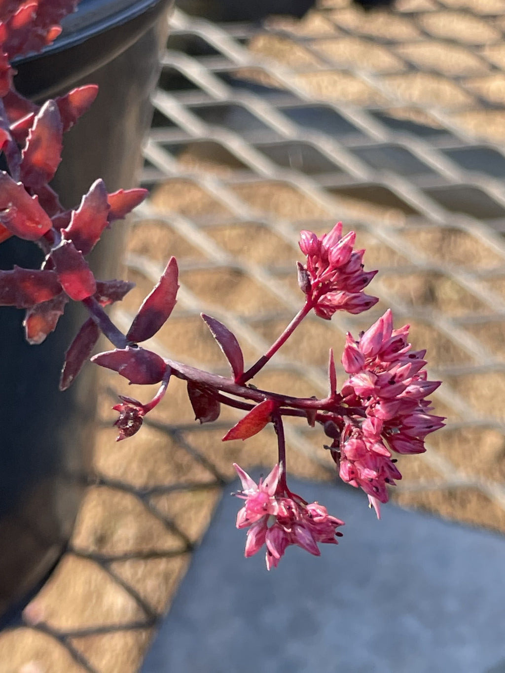 Sedum, Dragon's Blood #1