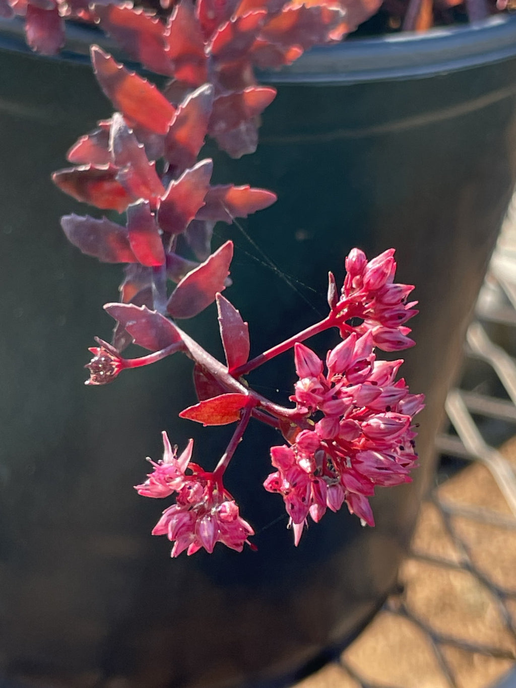 Sedum, Dragon's Blood #1