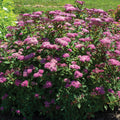 Spirea, Empire Ice Dragon