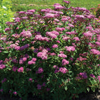 Spirea, Empire Ice Dragon
