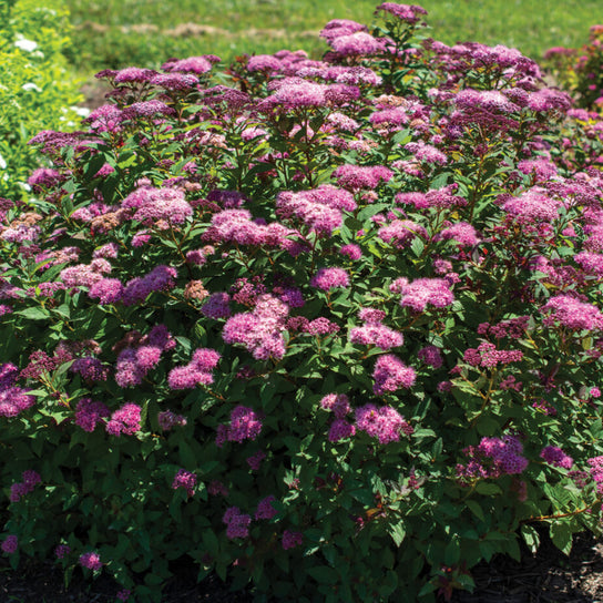 Spirea, Empire Ice Dragon