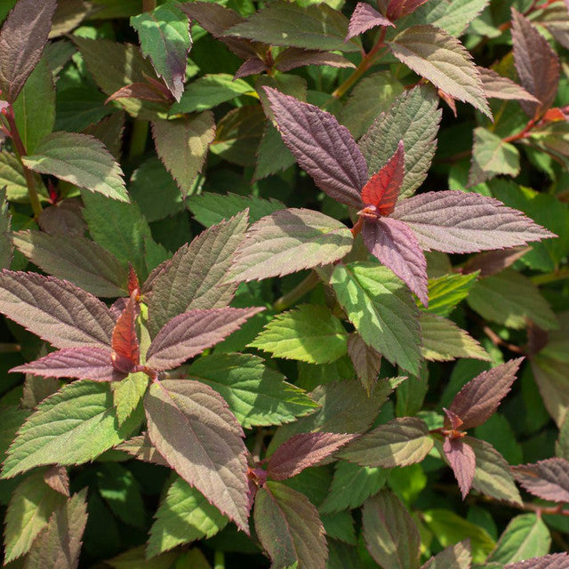 Spirea, Empire Ice Dragon