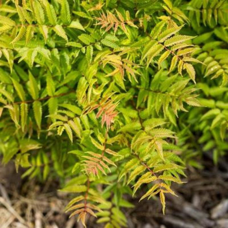 False Spirea, Matcha Ball