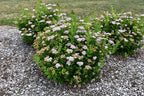Spirea, Pink Sparkler