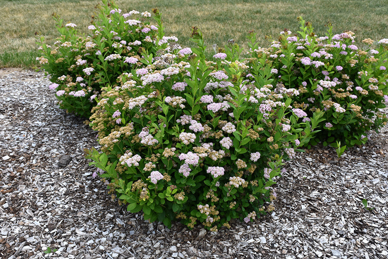 Spirea, Pink Sparkler