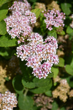Spirea, Pink Sparkler