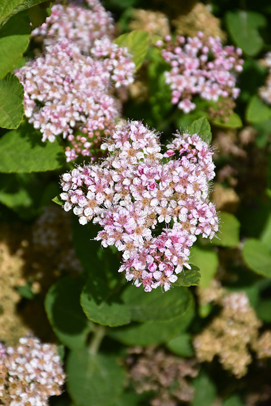 Spirea, Pink Sparkler