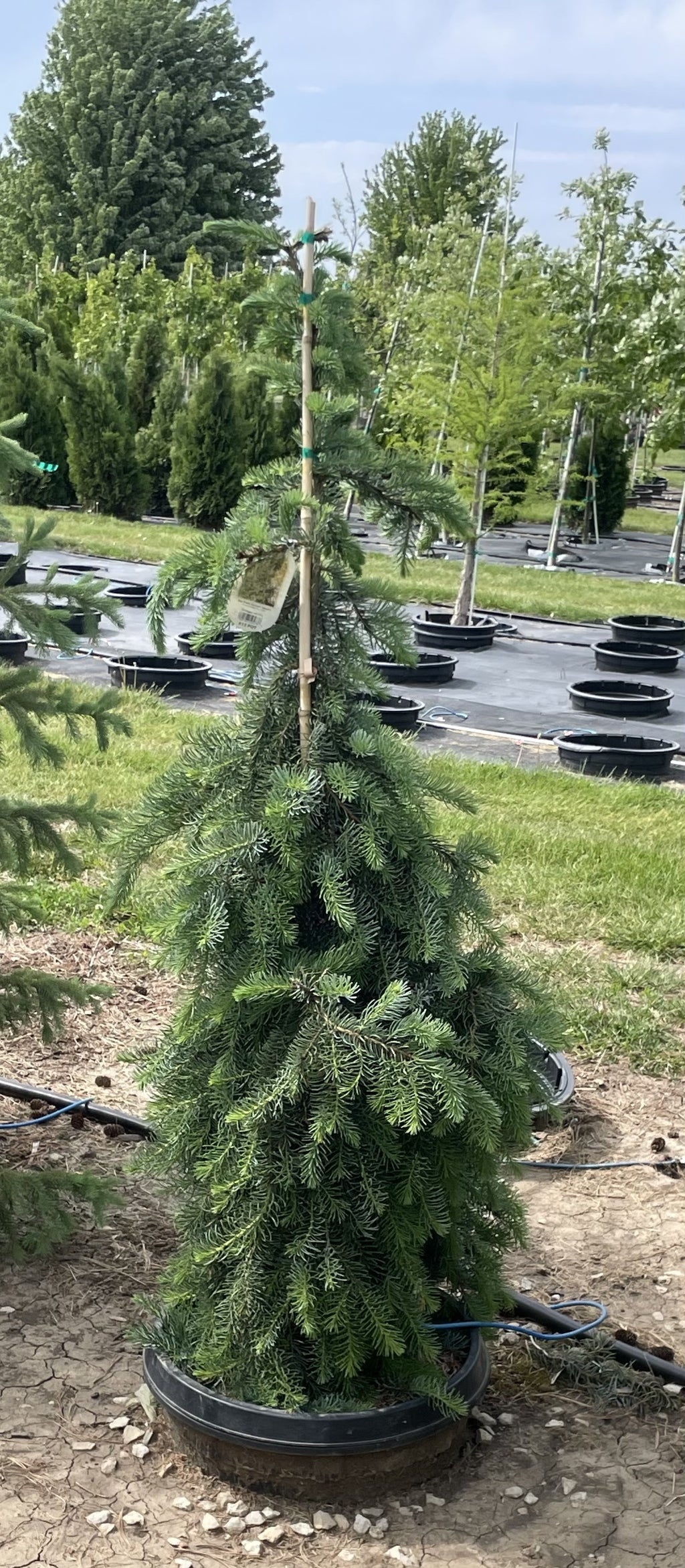 Spruce, Serbian, Sky Trails