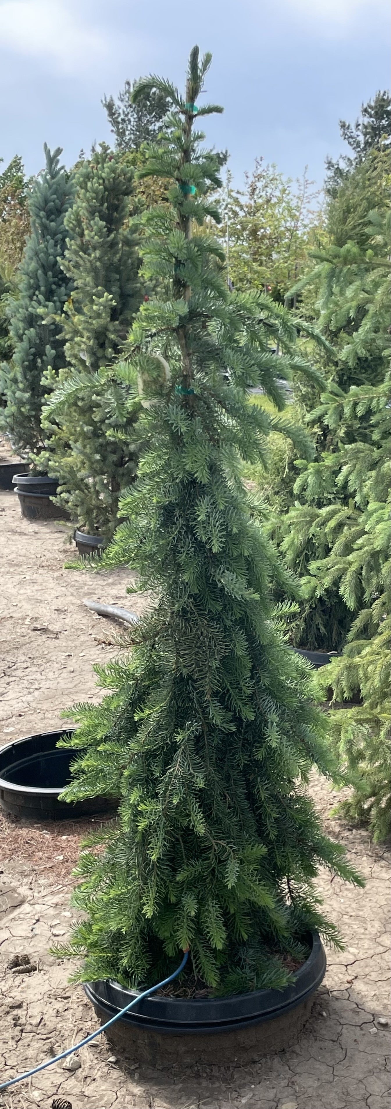 Spruce, Serbian, Sky Trails
