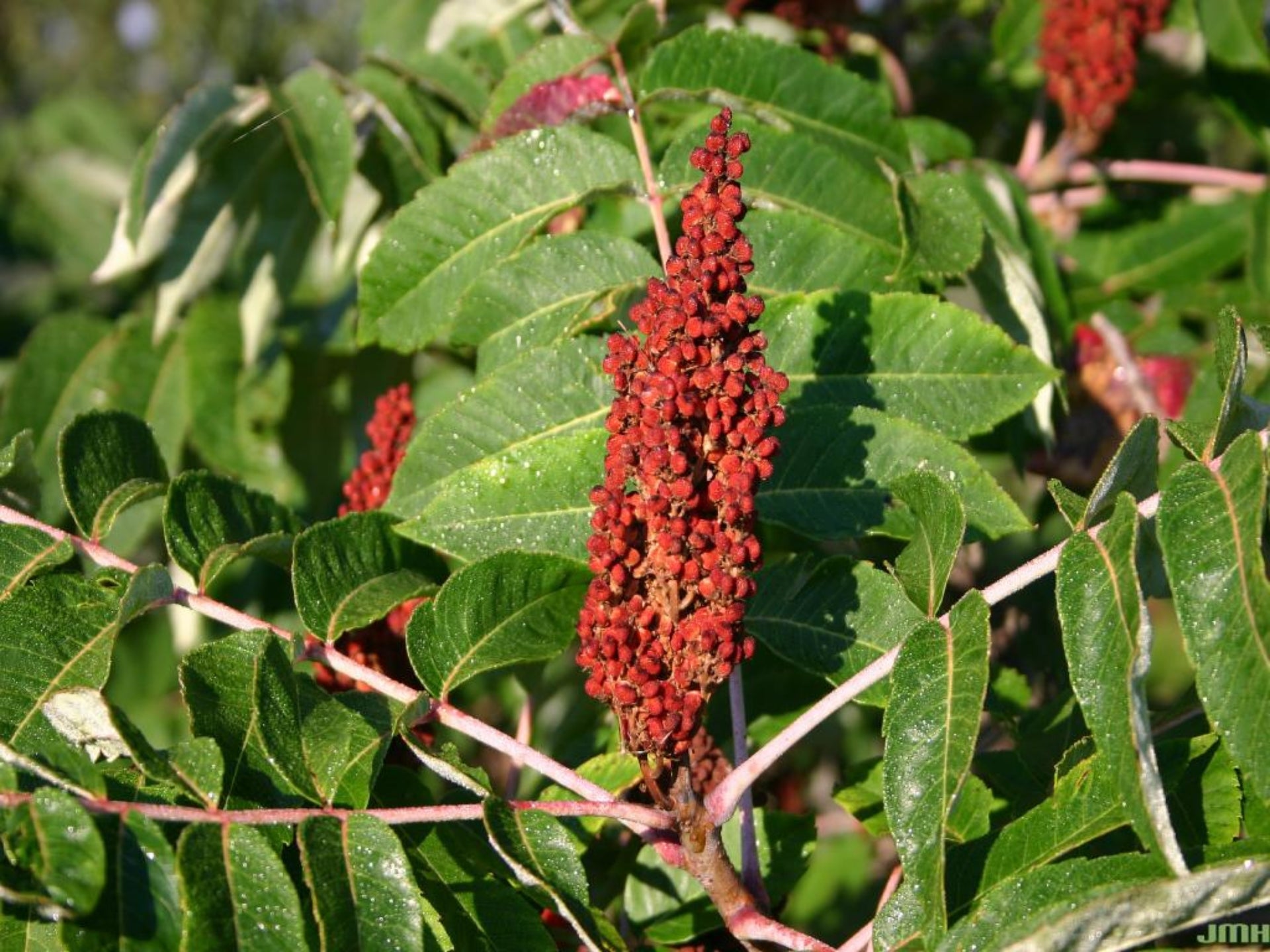 Sumac, Smooth