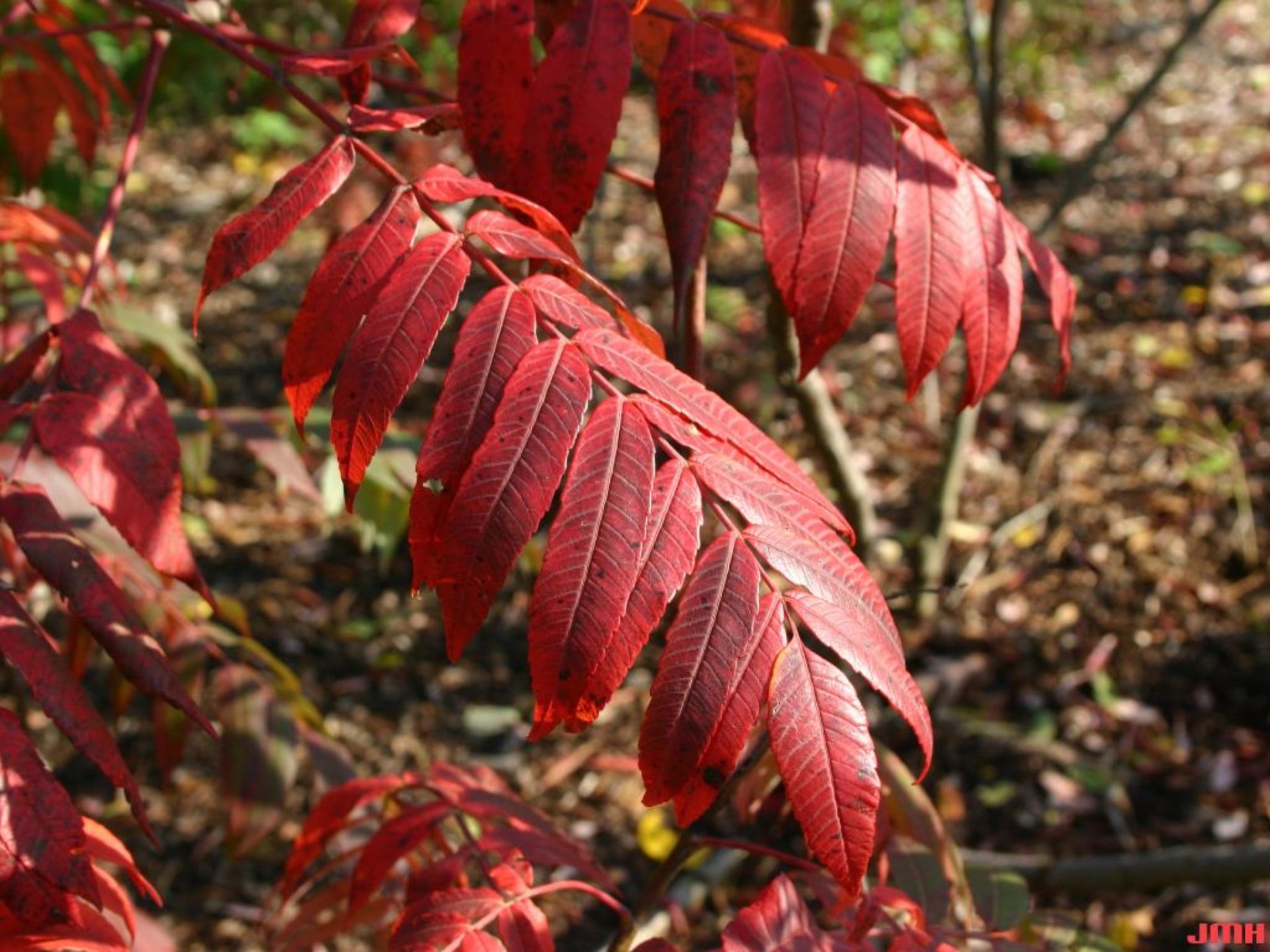 Sumac, Smooth