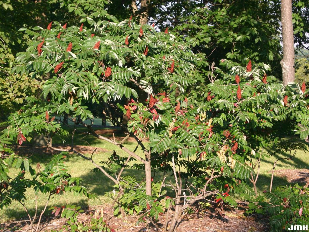 Sumac, Smooth