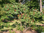 Sumac, Smooth