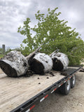 Delivery Fee, BB trees (no install)