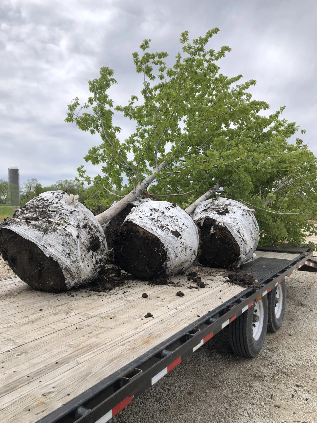 Delivery Fee, BB trees (no install)