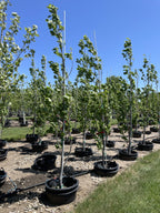 Tulip Tree, Columnar