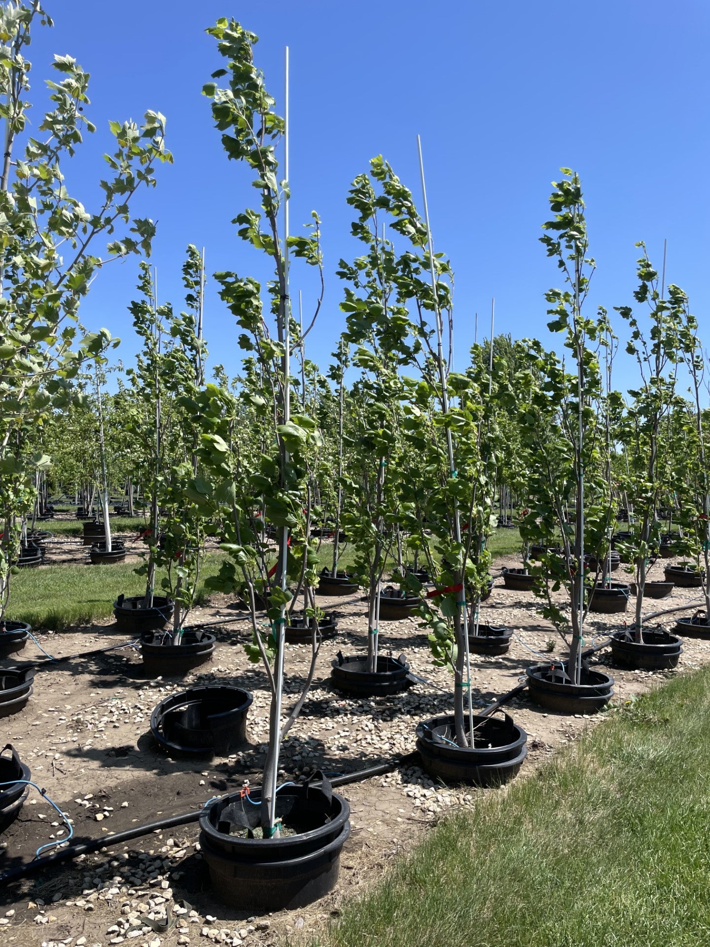 Tulip Tree, Columnar