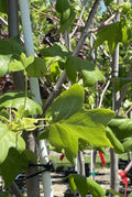 Tulip Tree, Columnar