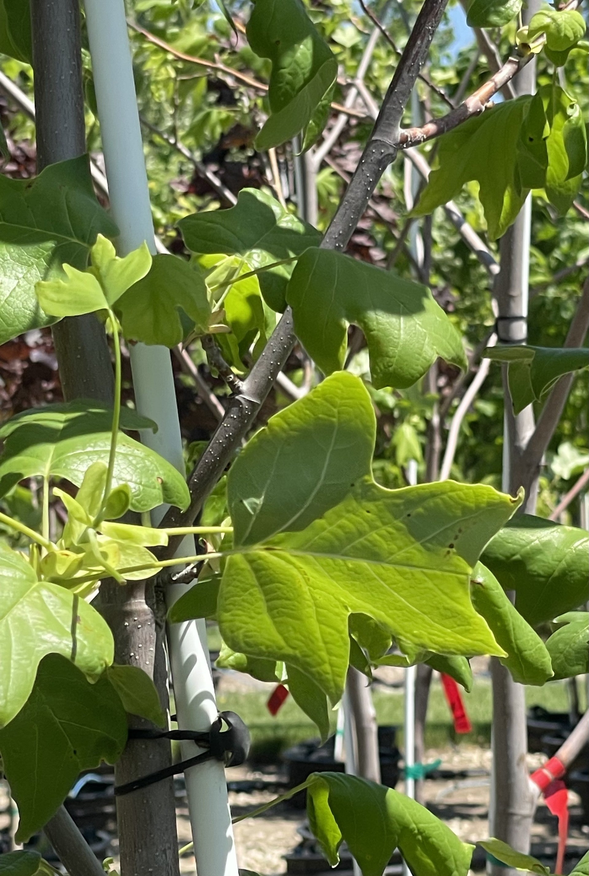 Tulip Tree, Columnar