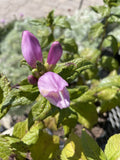 Turtlehead, Hot Lips #1