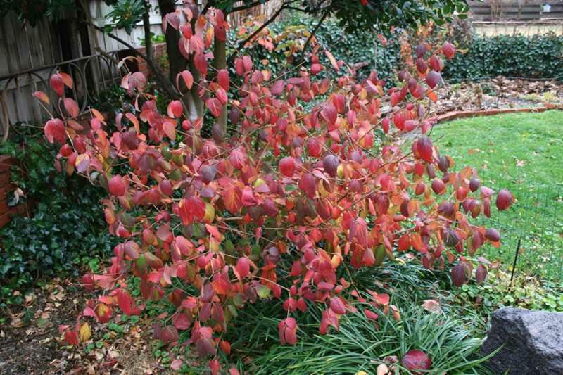 Viburnum, Burkwood