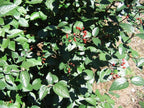 Viburnum, Burkwood