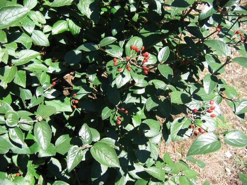 Viburnum, Burkwood