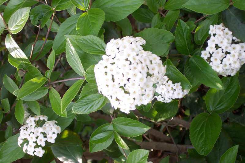 Viburnum, Burkwood