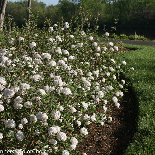 Viburnum, Korean, Spice Baby