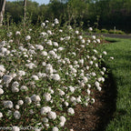Viburnum, Korean, Spice Baby