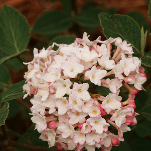 Viburnum, Korean, Spice Baby