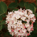 Viburnum, Korean, Spice Baby