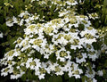 Viburnum, Summer Snowflake #5
