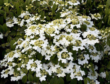 Viburnum, Summer Snowflake #5