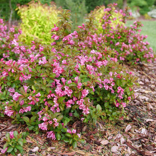 Weigela, Midnight Sun