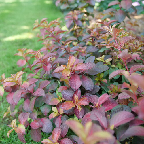 Weigela, Midnight Sun