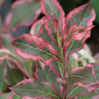 Weigela, My Monet