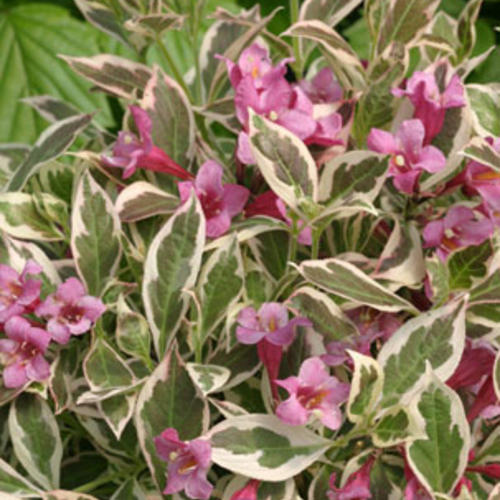 Weigela, My Monet